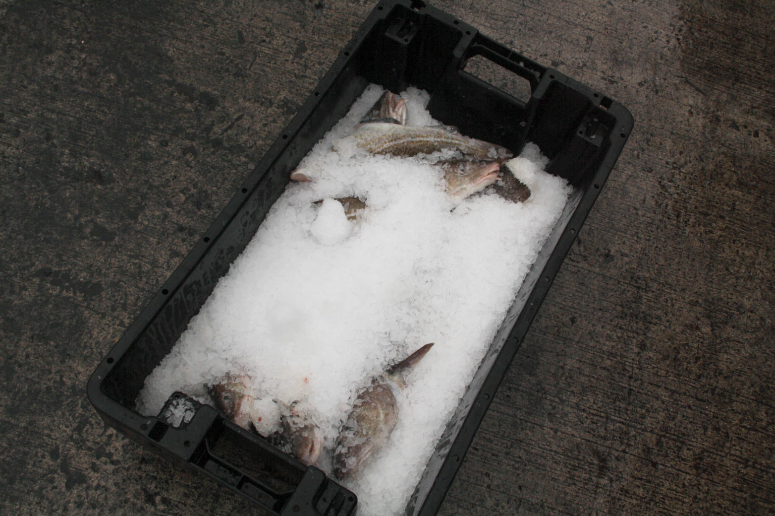 Top tips for buying fresh fish Seafood Cornwall